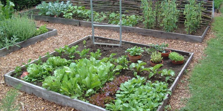 moestuin