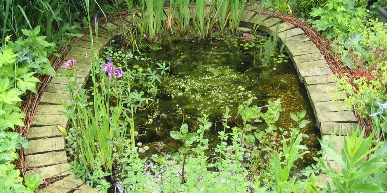 Vijvertje in kleine tuin