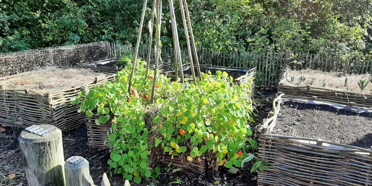 Moestuin van de Ambertuin