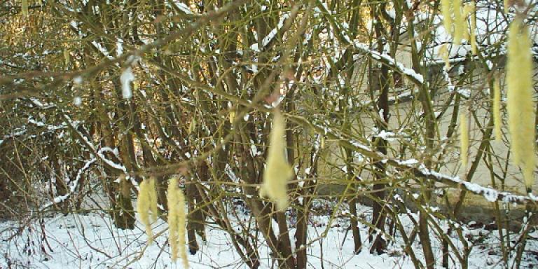 Hazelaar in de winter