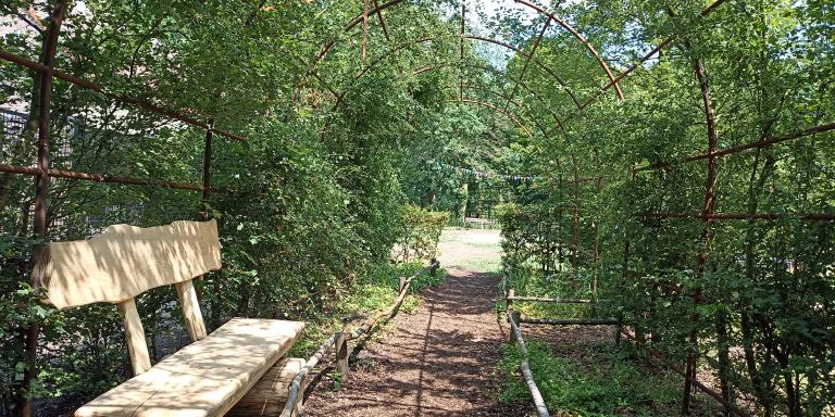 Wilgentunnel in de Ambertuin