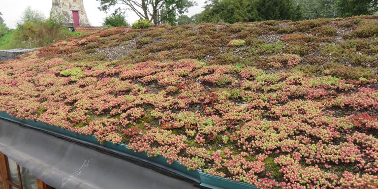 Dakgroen