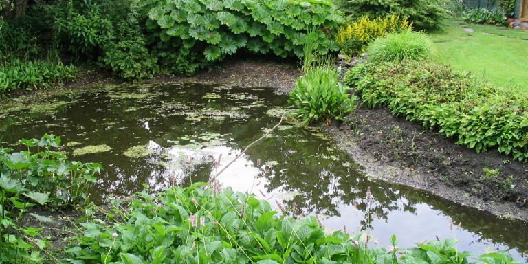 Vijver in zomer