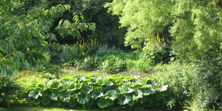 Vijver in late zomer