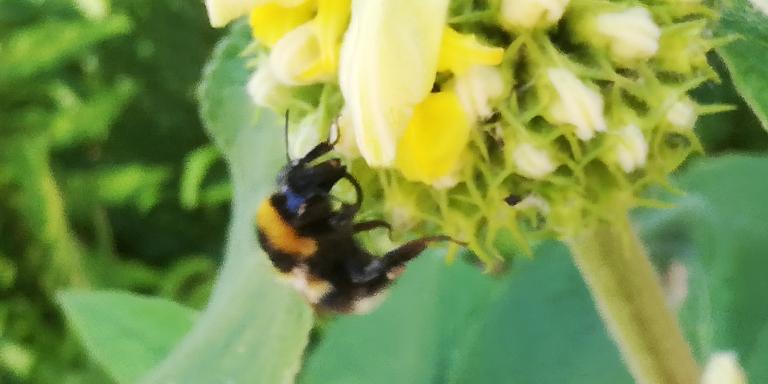Hommel