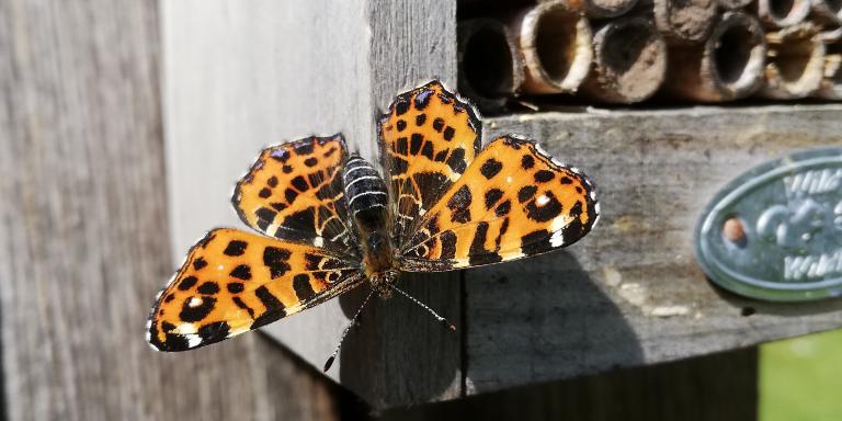 Vlinder bij insectenhotel