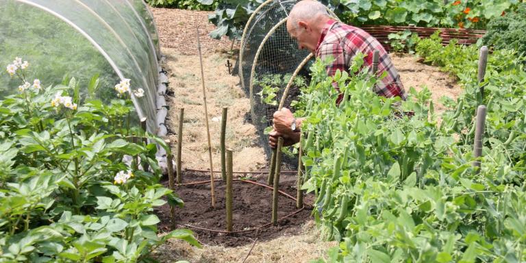 Moestuin met mulch