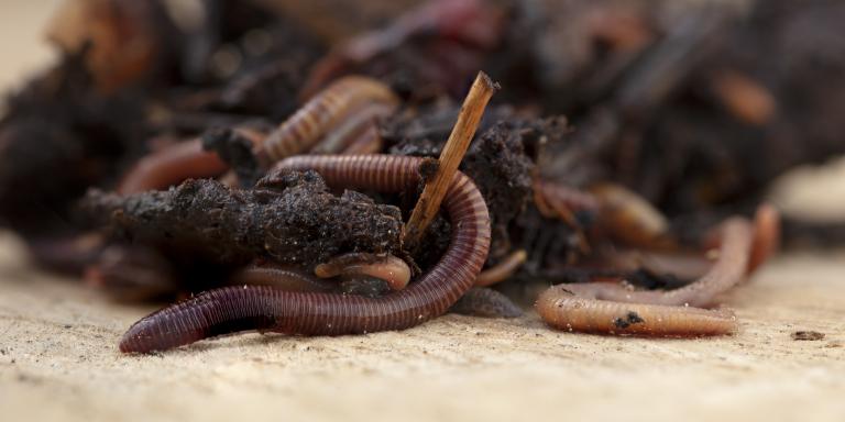 Compostwormen